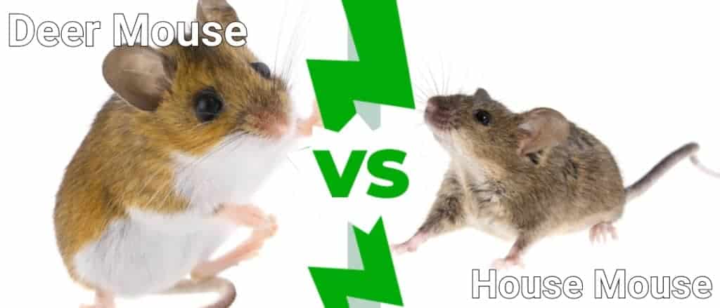 Topo cervo e topo domestico: qual è la differenza?
