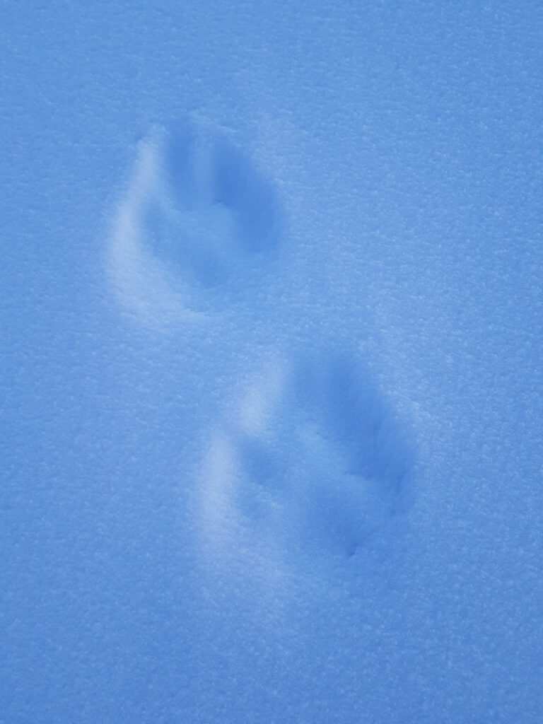 Traccia di lupo artico