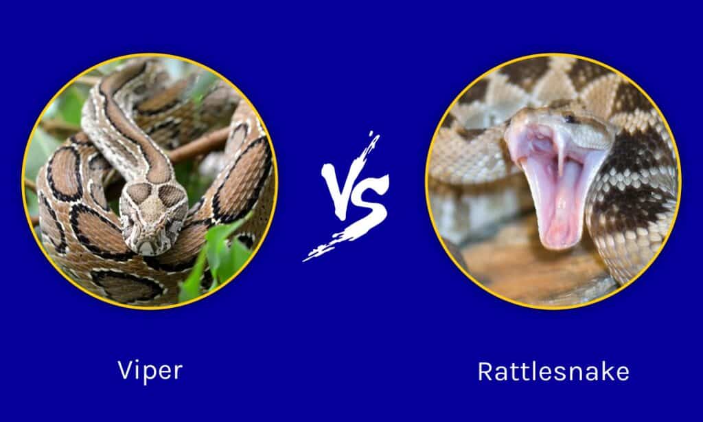 Vipera contro serpente a sonagli: in cosa differiscono?
