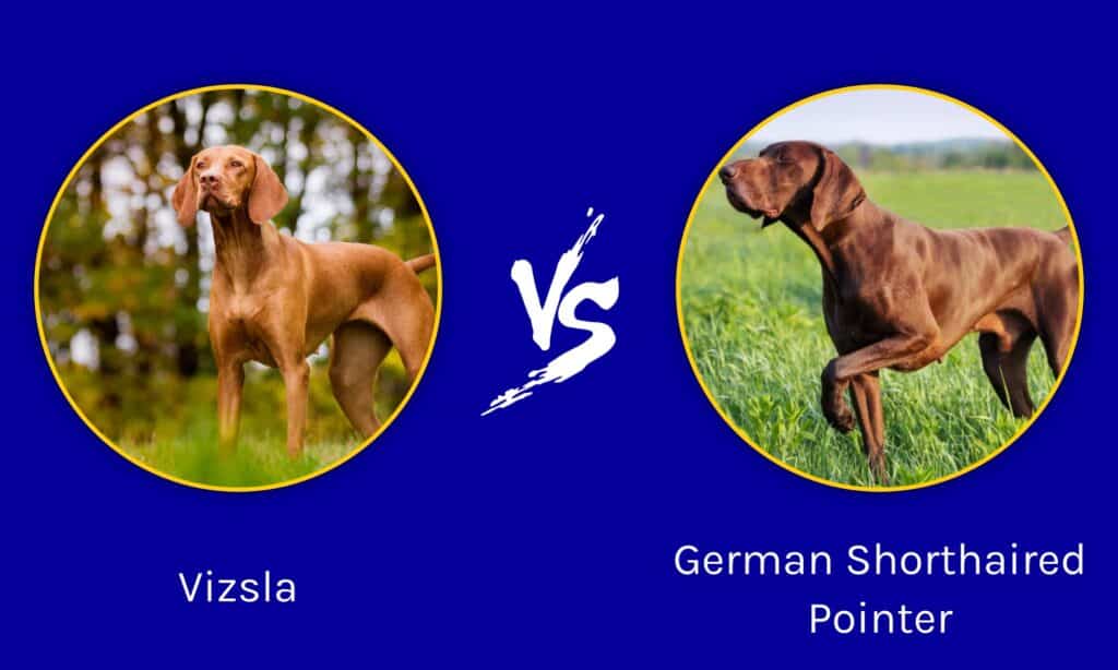 Vizsla contro Bracco tedesco a pelo corto