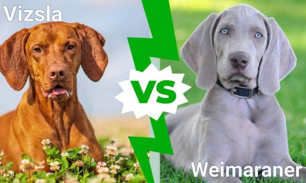 Vizsla contro Weimaraner