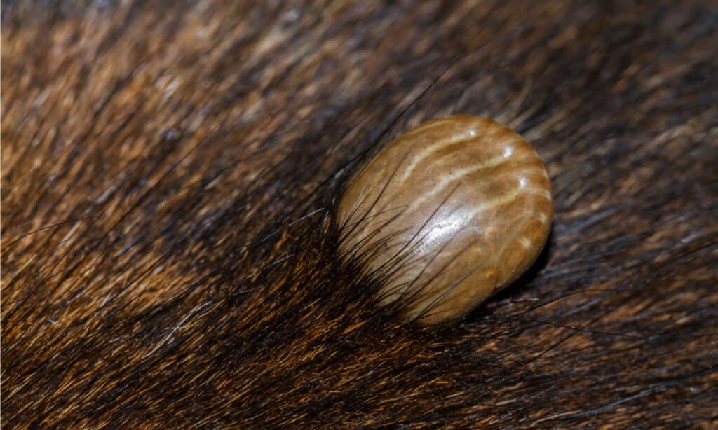 Zecca marrone del cane che si alimenta (Rhipicephalus sanguineus). Le zecche marroni del cane sono artropodi che sopravvivono nutrendosi di sangue.