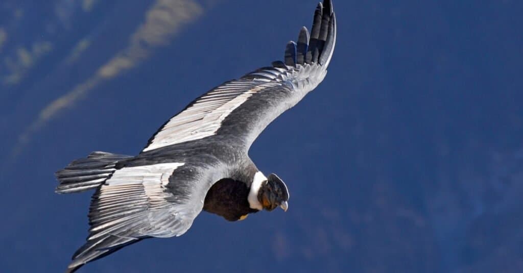 Avvoltoio contro Condor
