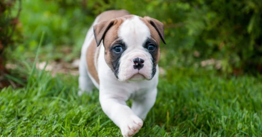 Cucciolo di bulldog americano sdraiato
