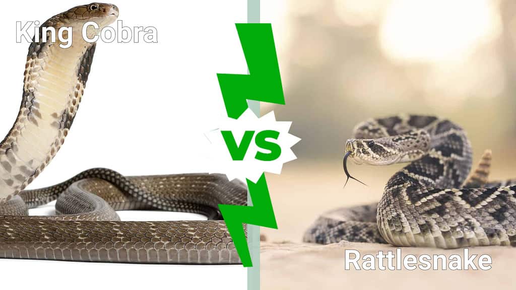 Cobra reale contro serpente a sonagli: quale serpente mortale vincerebbe in uno scontro?
