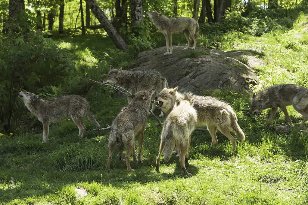 Branco di coyote