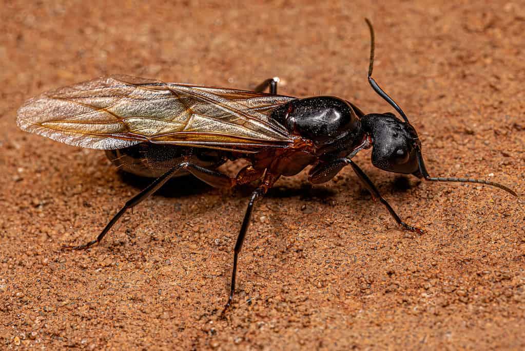 Formica regina carpentiere femmina adulta del genere Camponotus