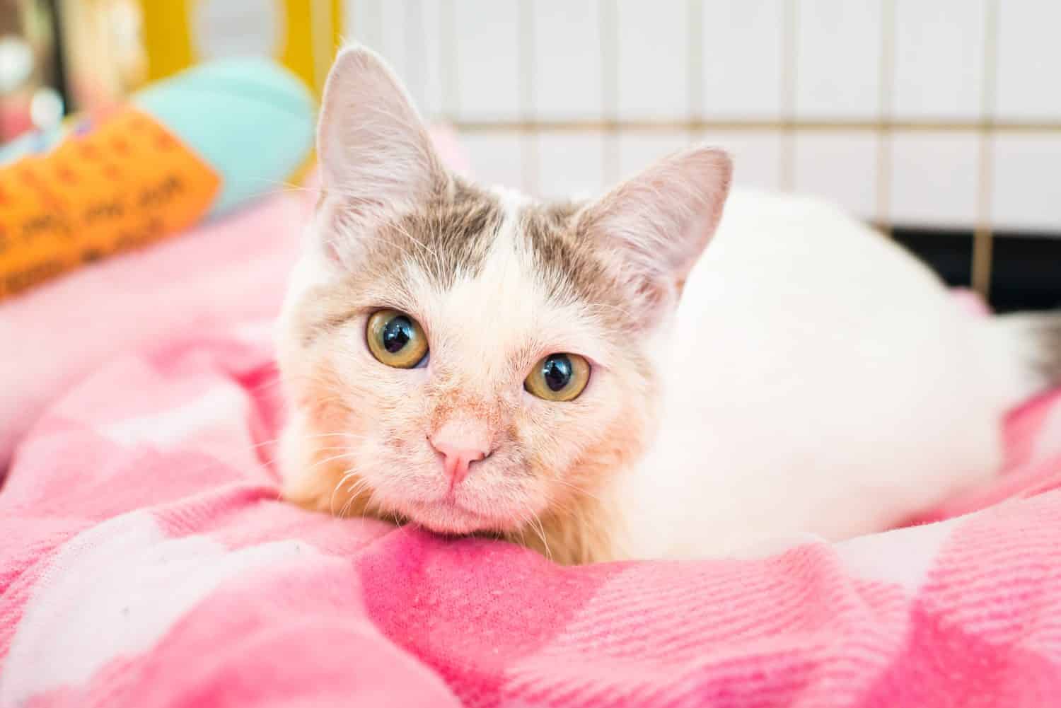 gattino bianco con ipoplasia cerebellare 