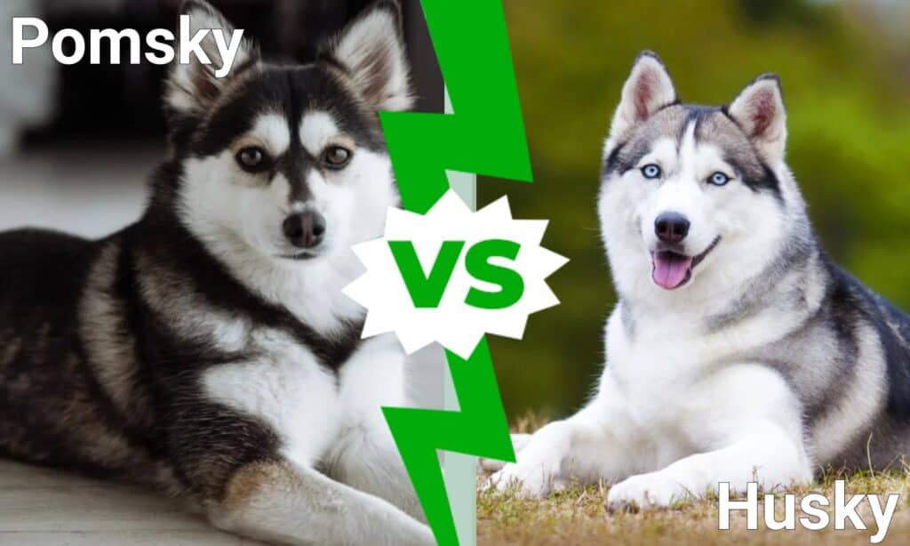 Pomsky contro Husky