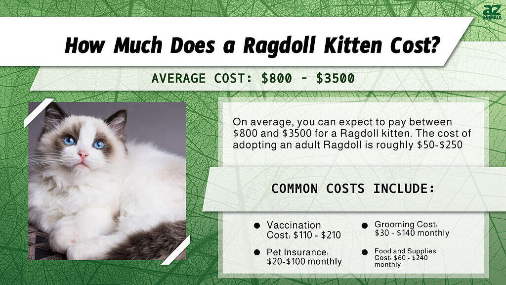Prezzi dei gatti Ragdoll nel 2024: costo di acquisto, fatture del veterinario e altri costi
