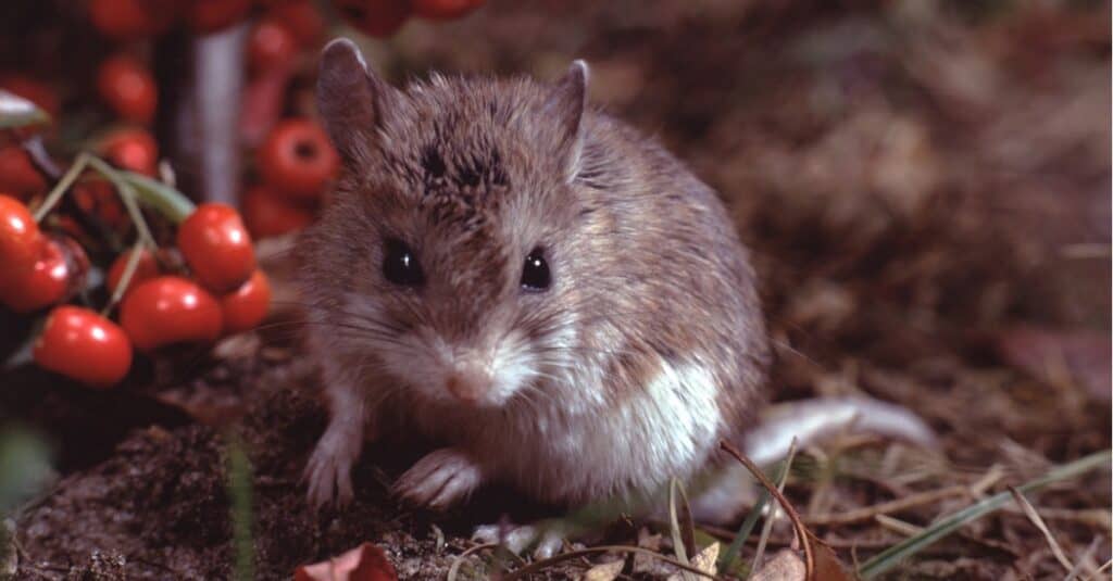 Piccoli topi cavalletta del nord nel nido (Onychomys Leucogaster)