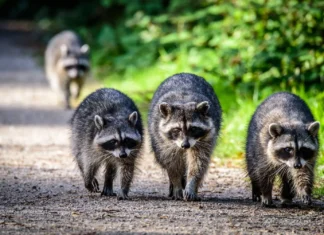 raccoon family walking down a road