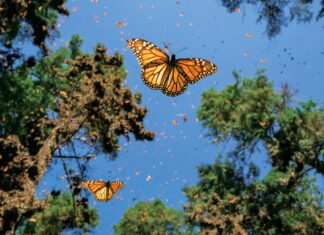 Avocado e farfalle monarca sono in rotta di collisione
