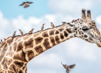 Beverly e Dereck Joubert raccontano cosa rende buona un'immagine e come è cambiata la fotografia
