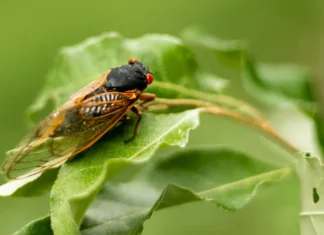 Closeup of a cicada on a leaf