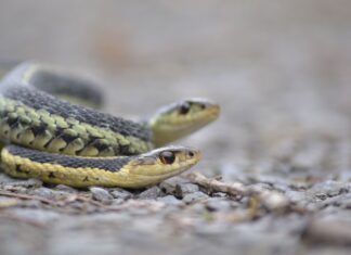Catturato dalla RattleCam: il comportamento di un serpente più inaspettato Catturato dalla RattleCam: il comportamento di un serpente più inaspettato