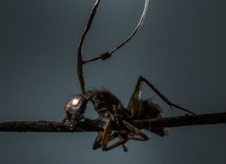 Come Ophiocordyceps unilateralis trasforma le formiche in "zombi"
