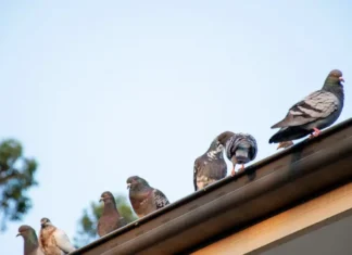 Pigeons on a roof. Birds can be a genuine nuisance without the help of a pest control professional, but thankfully Xceptional Wildlife can help.