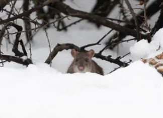 A mouse in the snow. Find out how to keep winter pests out of your home before it