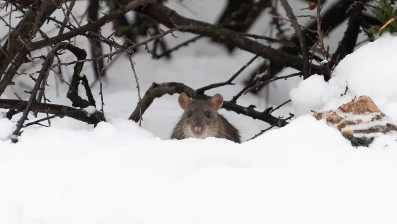 A mouse in the snow. Find out how to keep winter pests out of your home before it