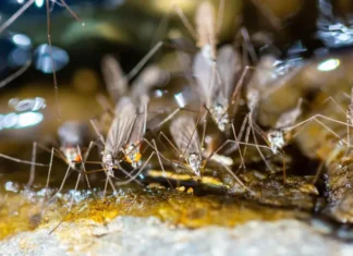 Closeup of a mosquito swarm. Contact Xceptional Wildlife to protect your property from unwanted mosquitoes.