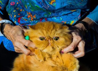 Cosa serve per essere il miglior gatto domestico d'America
