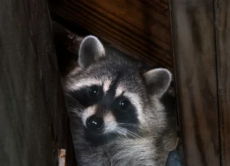 Cos'è quel suono? Una guida ai rumori dei parassiti e della fauna selvatica che potresti sentire in casa tua
