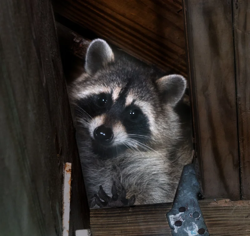 Cos'è quel suono? Una guida ai rumori dei parassiti e della fauna selvatica che potresti sentire in casa tua
