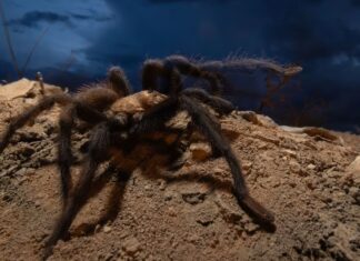 È questa la città più adatta alle tarantole degli Stati Uniti?
