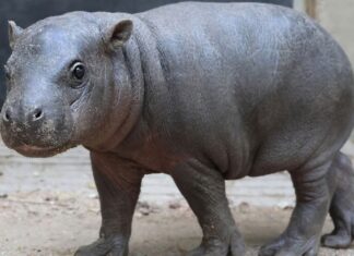 È questo il nuovo Moo Deng? Incontra Marte, l'ippopotamo pigmeo
