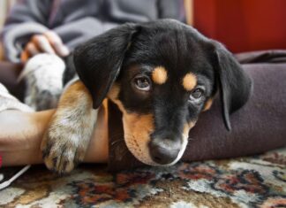 Ecco cosa dovrebbero sapere i proprietari di cuccioli per la prima volta
