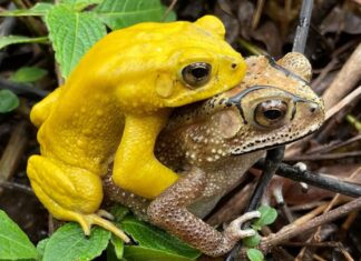 Gli scienziati rivelano il segreto dei rospi che possono diventare gialli neon
