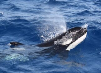 Guarda come le orche hanno affondato un'altra barca al largo delle coste del Portogallo
