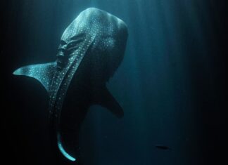 I pesci più grandi del mondo stanno scomparendo senza lasciare traccia
