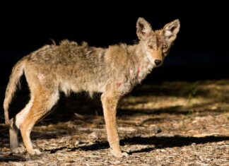 Il chupacabra: come l’evoluzione ha creato un mostro mitico Il chupacabra: come l'evoluzione ha creato un mostro mitico