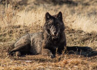 Il ritorno dei lupi grigi della California ha appena preso una svolta tragica
