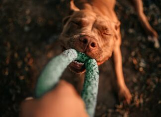 Il tuo cane potrebbe davvero essere dipendente da quel giocattolo
