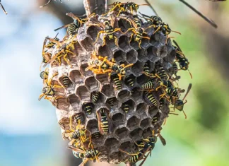 Wasp nest hanging from a tree