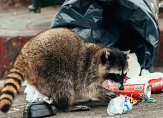 Raccoon raiding garbage in street. Contact Xceptional Wildlife to stop raccoons from getting into your trash.