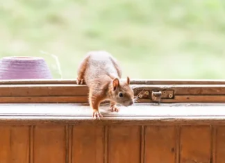 Squirrel in the window of a home.