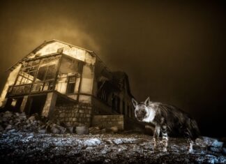 Perché questa immagine di una iena spettrale è la migliore foto di fauna selvatica del 2025
