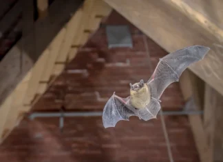 A bat flying inside an attic