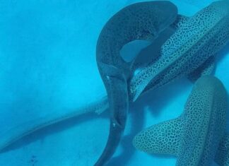 Un filmato unico nel suo genere rivela l'accoppiamento di 3 squali in via di estinzione, tutti nello stesso momento
