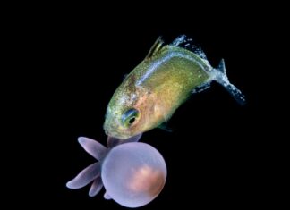 Vuoi sopravvivere nell'oceano oscuro? Usa uno scudo anti-urto.
