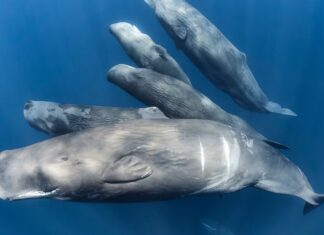 Esclusivo: il discorso del capodoglio ha "vocali" simili a quelle umane
