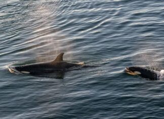 Guarda le orche unirsi per dare la caccia ai grandi squali bianchi
