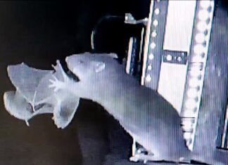 I ratti fanno guerra ai pipistrelli in un nuovo straordinario filmato
