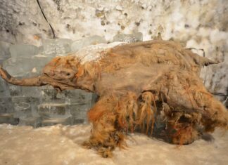 L'RNA più antico del mondo trovato nel mammut lanoso
