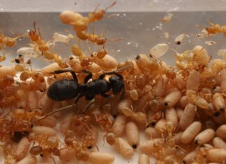 La formica regina invasore induce i lavoratori a uccidere la madre
