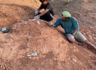Le uova fossilizzate rivelano un nuovo modo per datare l'era dei dinosauri
